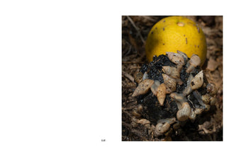 Orange Blossom Trail - George Saunders & Joshua Lutz