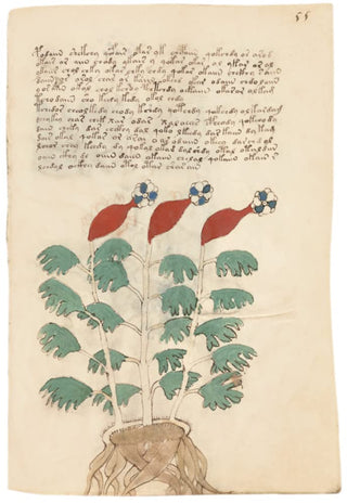 Voynich Manuscript - The Complete Edition