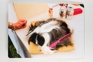 Animals - Martin Parr