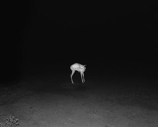 Jasper - Matthew Genitempo