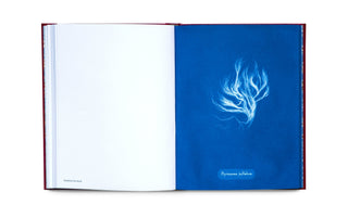 Photographs of British Algae: Cyanotype Imperfections — Mandy Barker