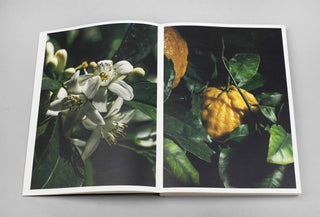 Fear Guards the Lemon Grove - Klaus Pichler