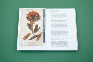 With love from an invader. - Rhododendrons, Empire, China and Me