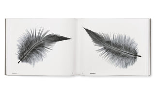 Starling - Søren Solkær